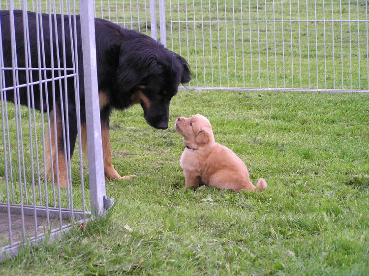 Aylins Welpen2011-06-26 12