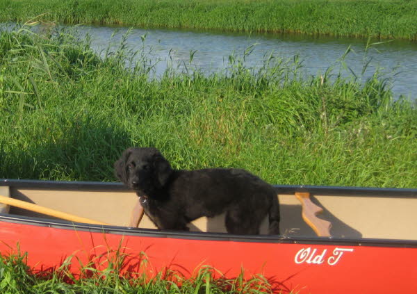 IMG_6468 (2) (800x564)